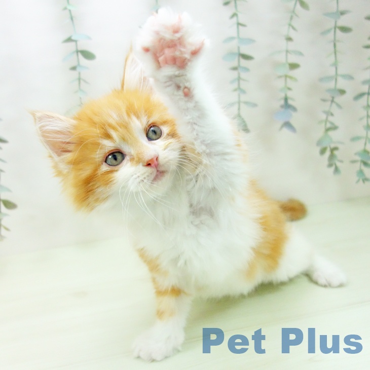 メインクーンの写真2