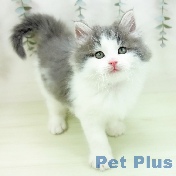 ノルウェージャンフォレストキャット