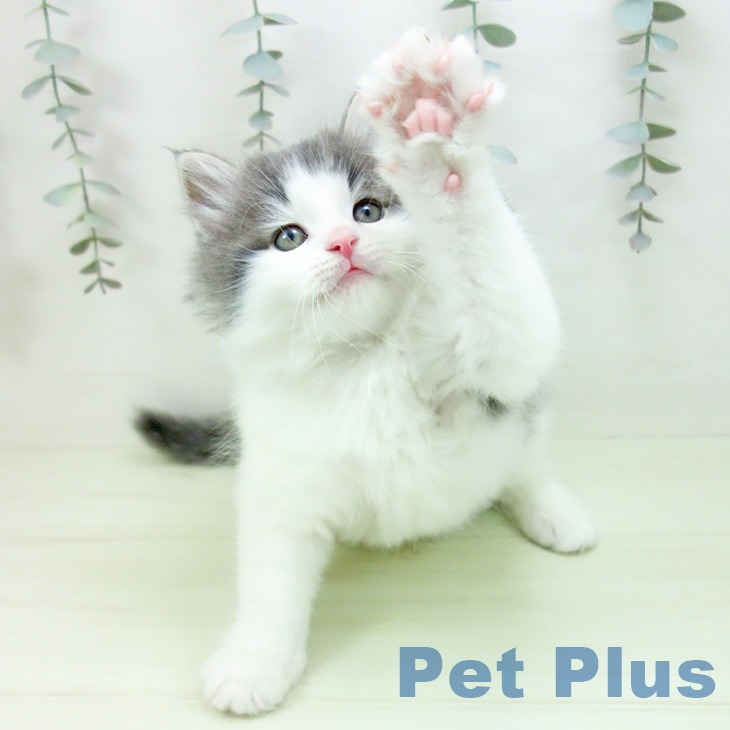 ノルウェージャンフォレストキャットの写真2