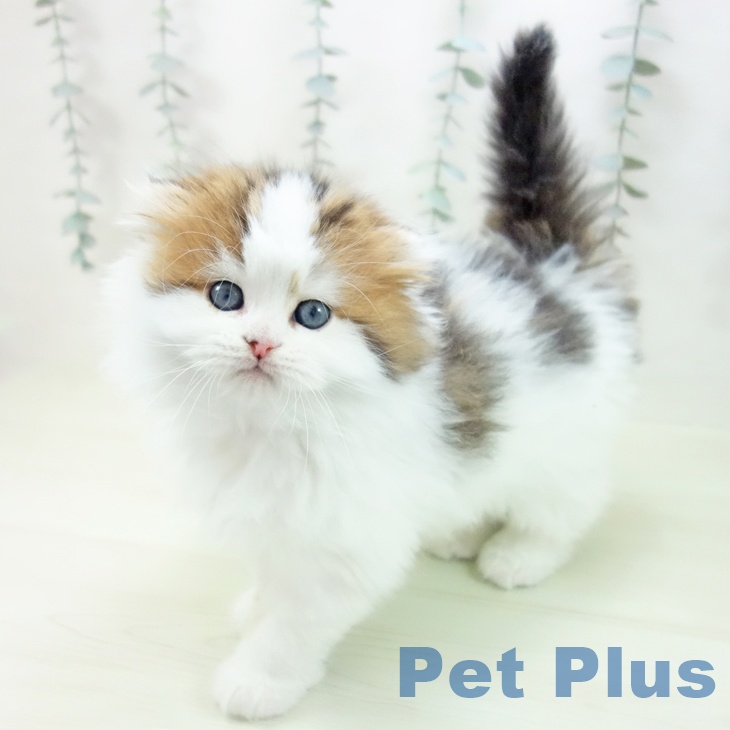 スコティッシュフォールド