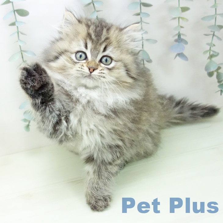 スコティッシュフォールド