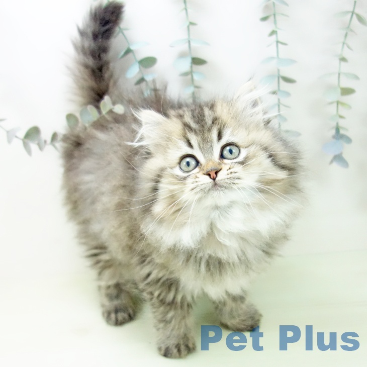 スコティッシュフォールドの写真2