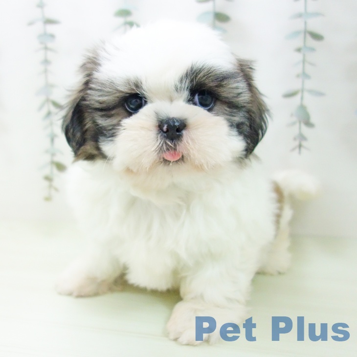 シー・ズーの写真2