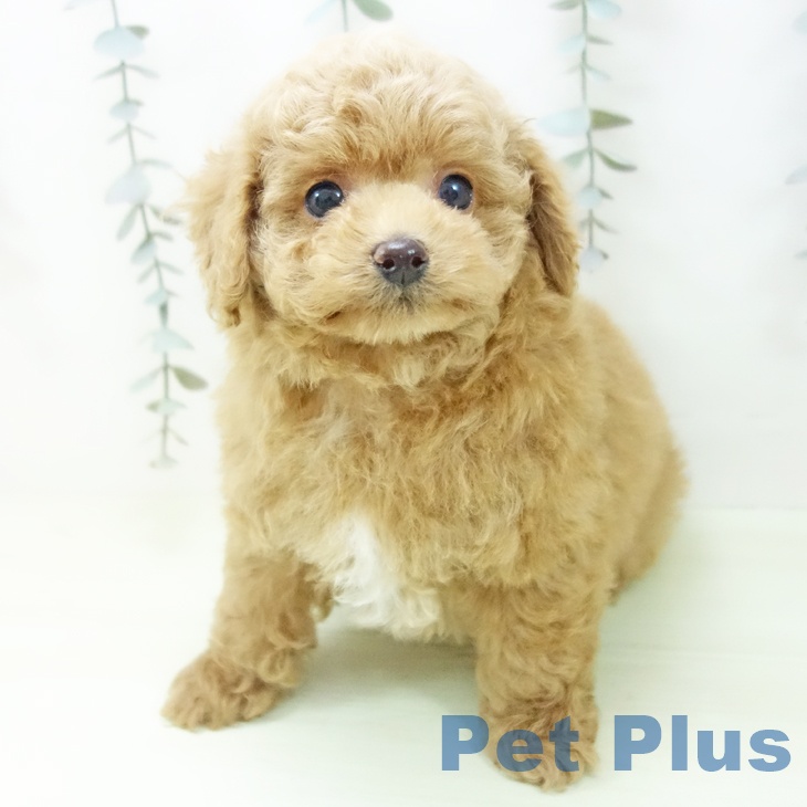 トイ・プードルの写真2