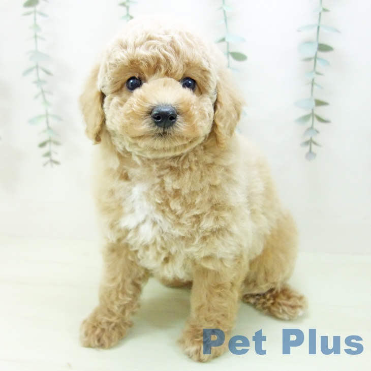 トイ・プードル