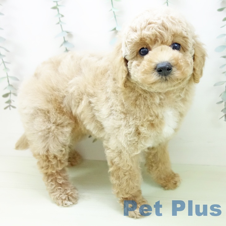 トイ・プードル