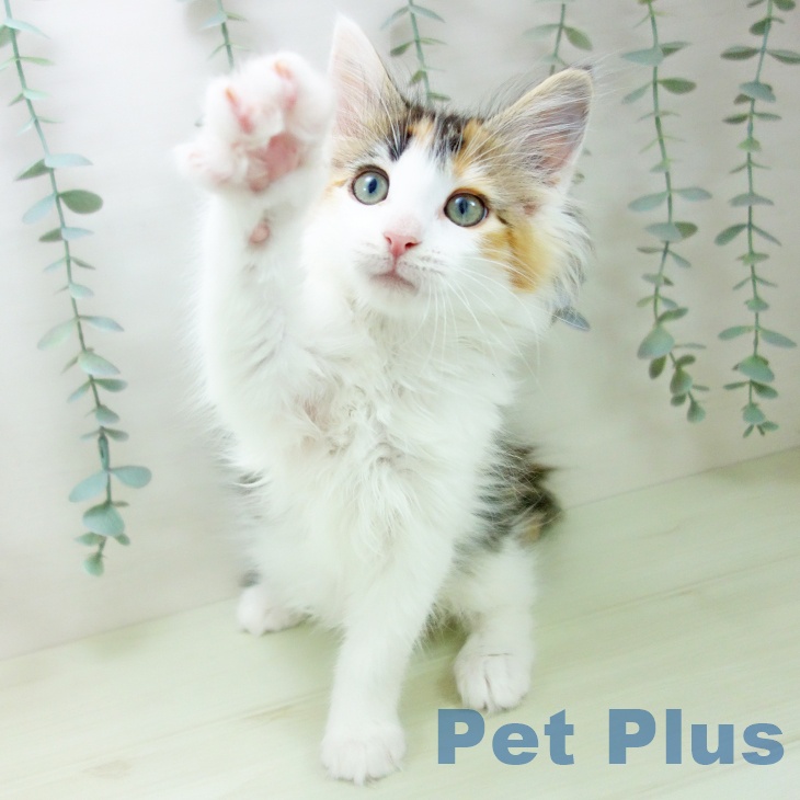 メインクーンの写真2