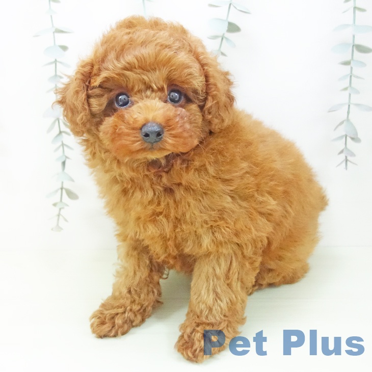 トイ・プードルの写真2