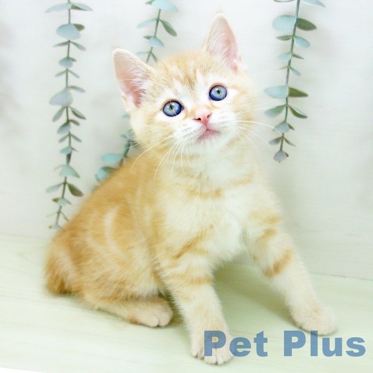 アメリカンショートヘア