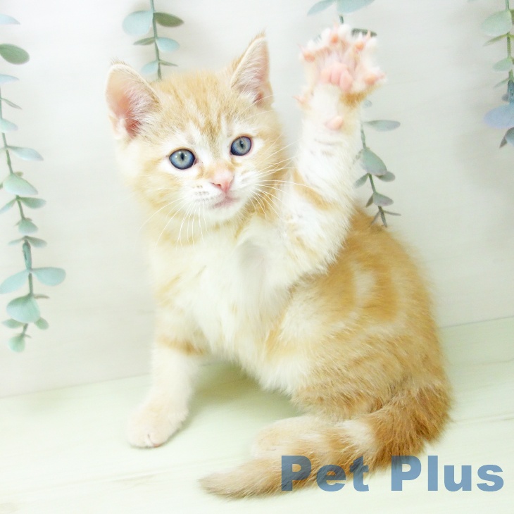 アメリカンショートヘア