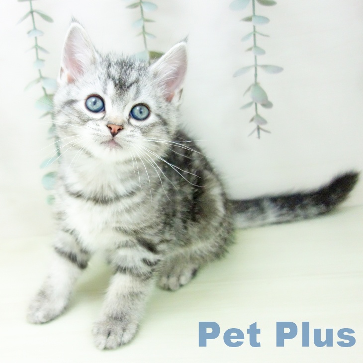 アメリカンショートヘア