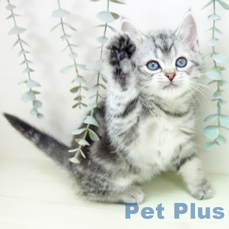 アメリカンショートヘア