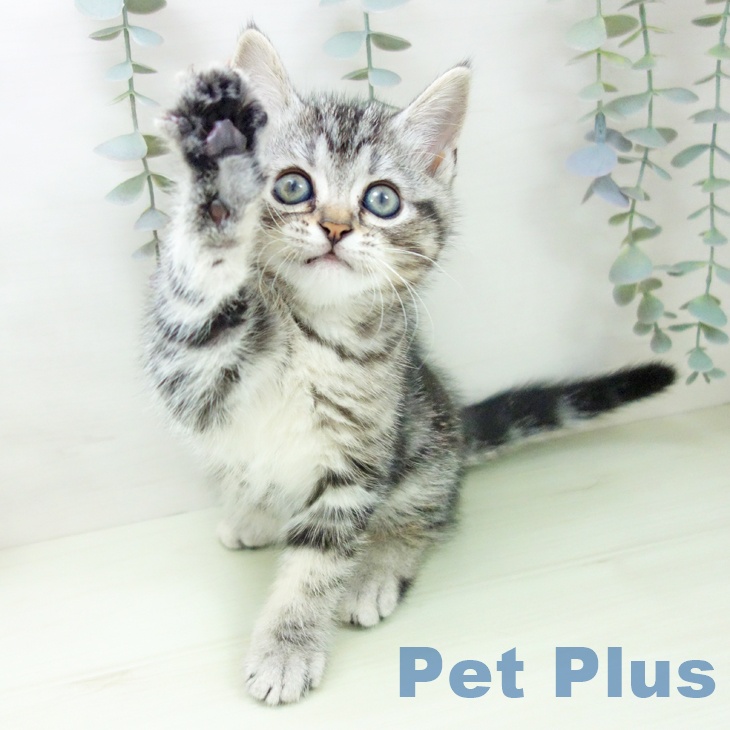 アメリカンショートヘアの写真2