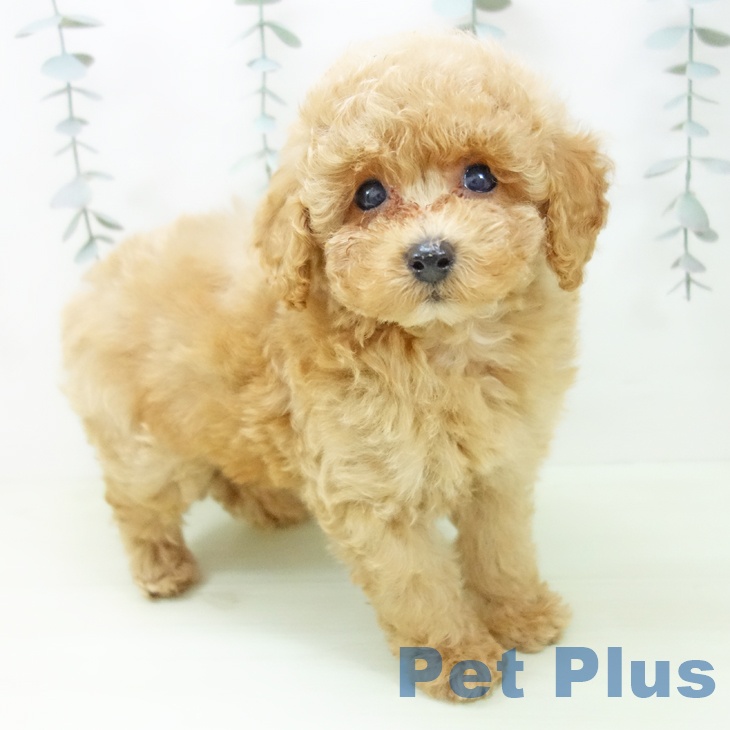 トイ・プードル