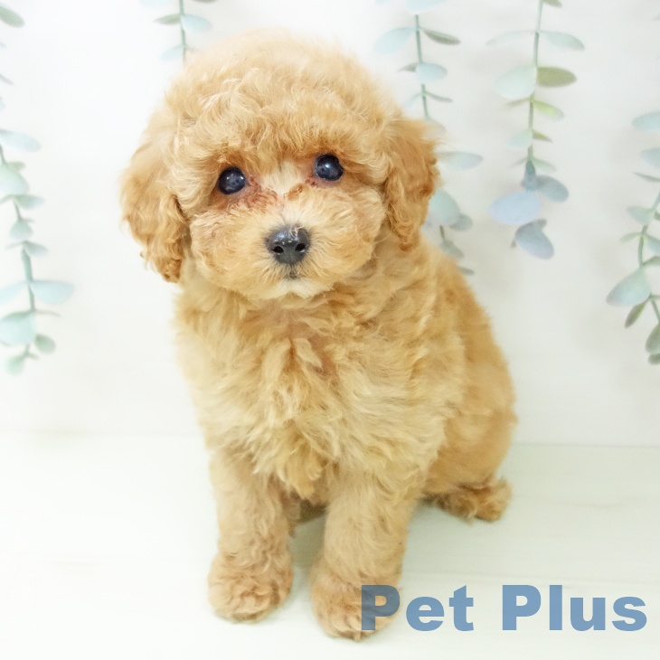 トイ・プードル