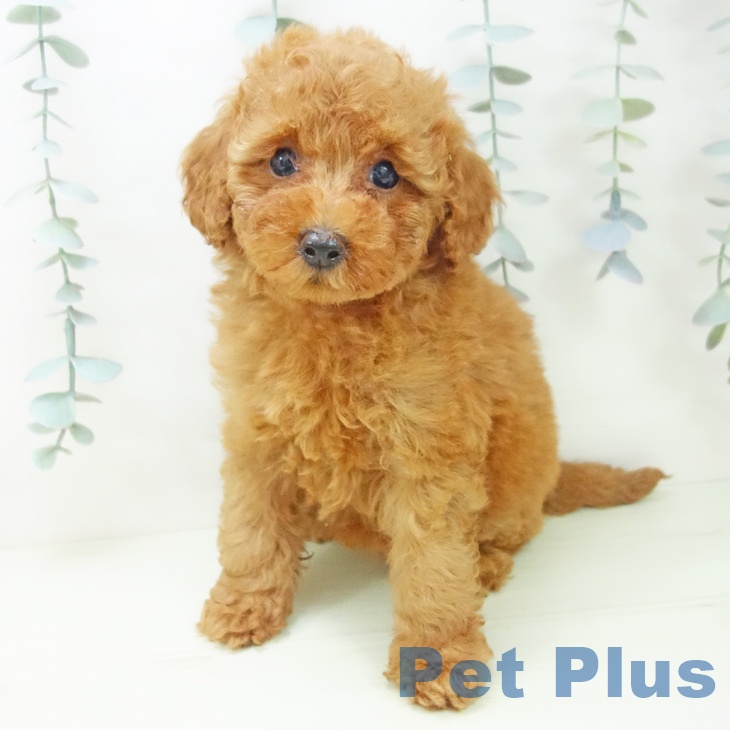 トイ・プードル