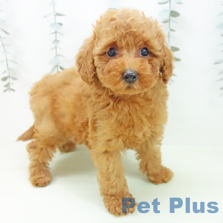 トイ・プードルの写真2