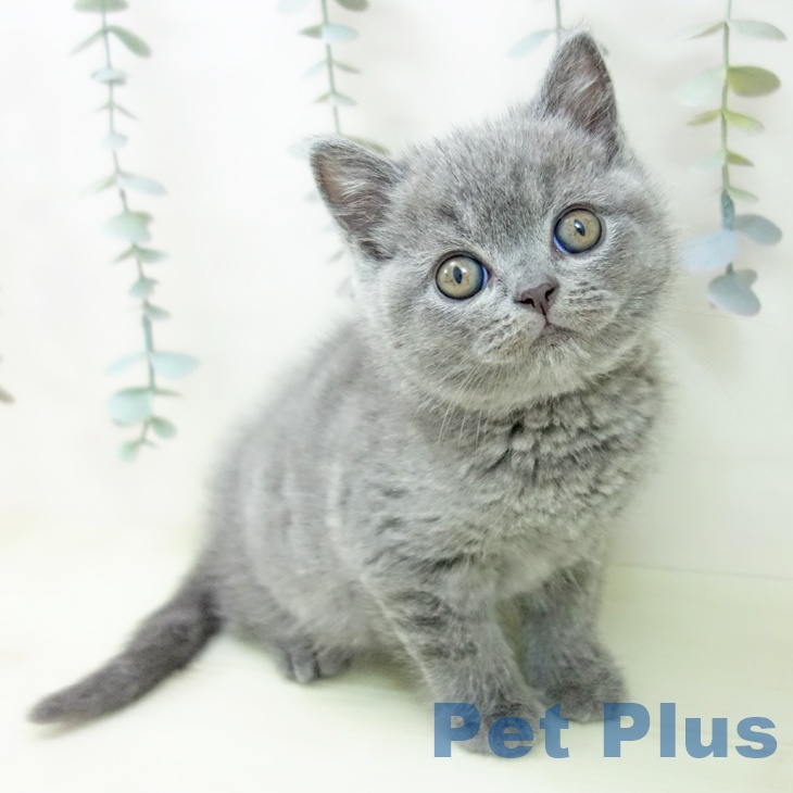 ブリティッシュショートヘア