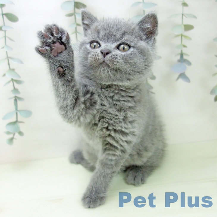 ブリティッシュショートヘアの写真2