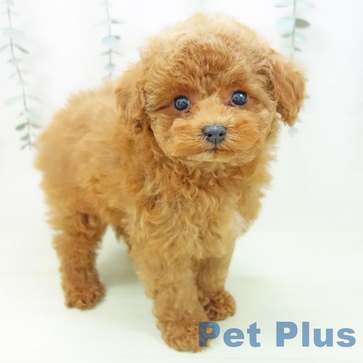 トイ・プードル