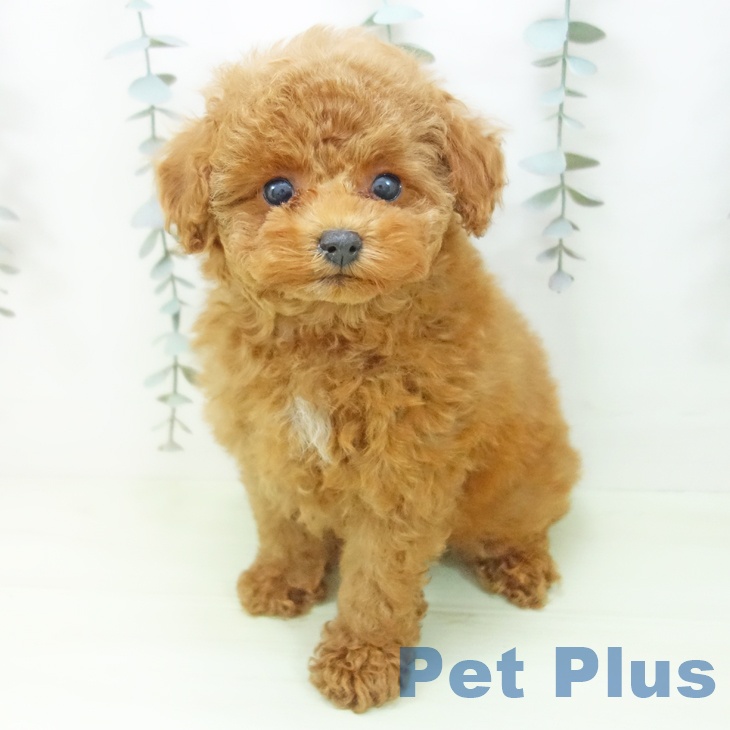 トイ・プードルの写真2