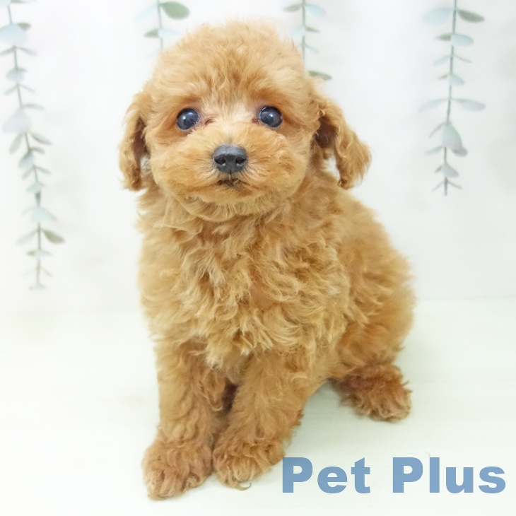 トイ・プードルの写真2