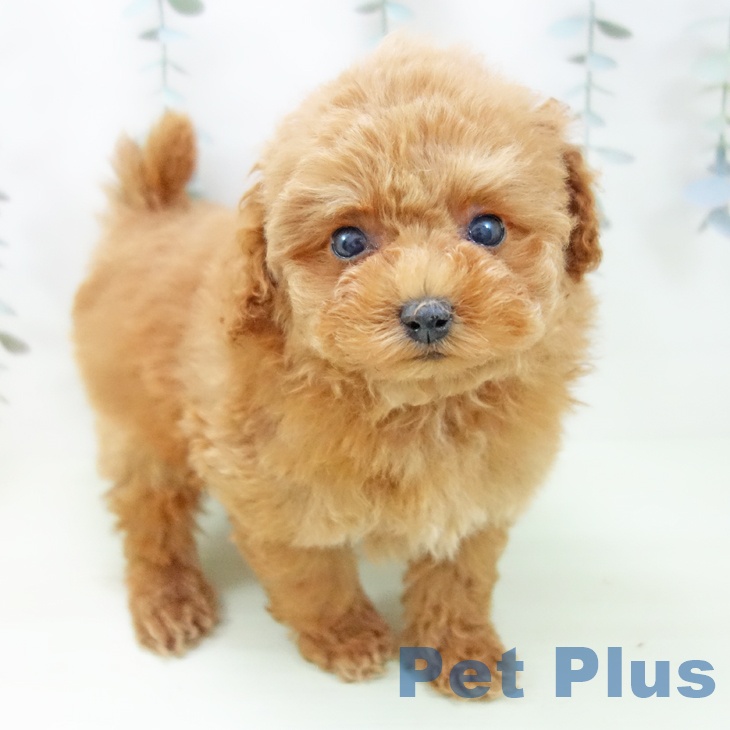 トイ・プードル