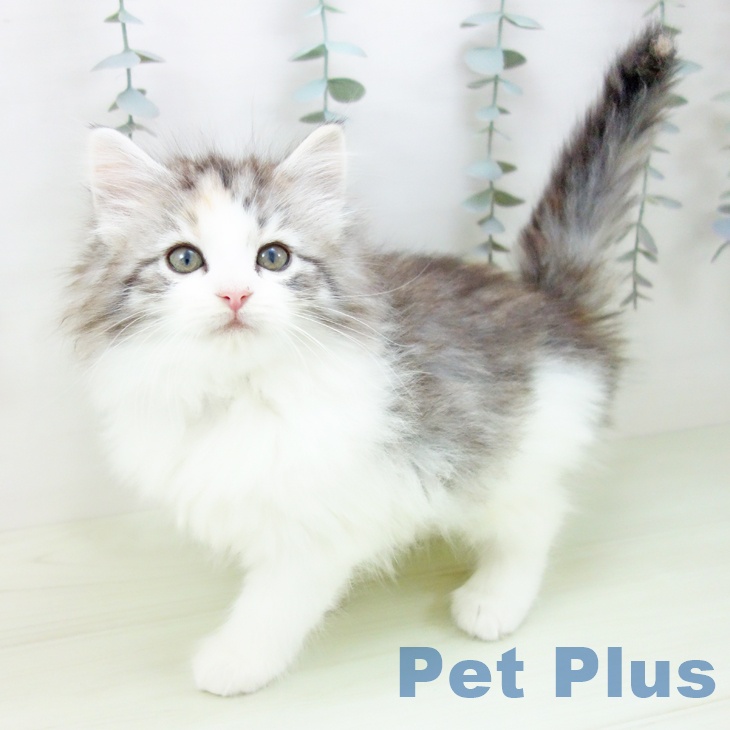 ノルウェージャンフォレストキャット