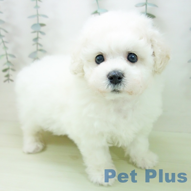 ビション・フリーゼ