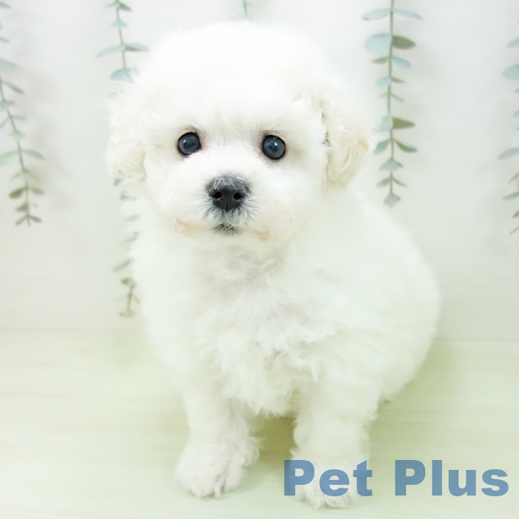 ビション・フリーゼ