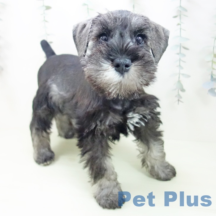 ミニチュア・シュナウザー