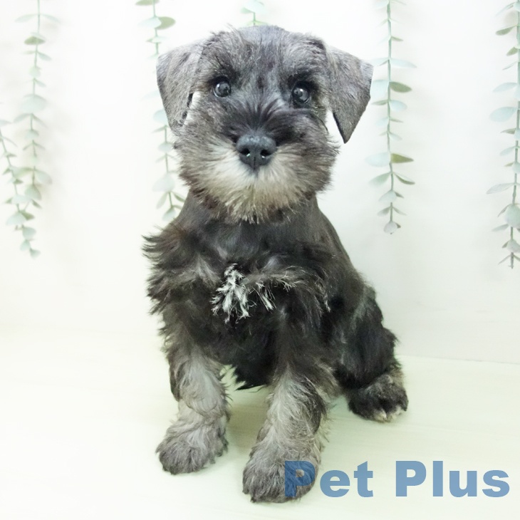 ミニチュア・シュナウザー