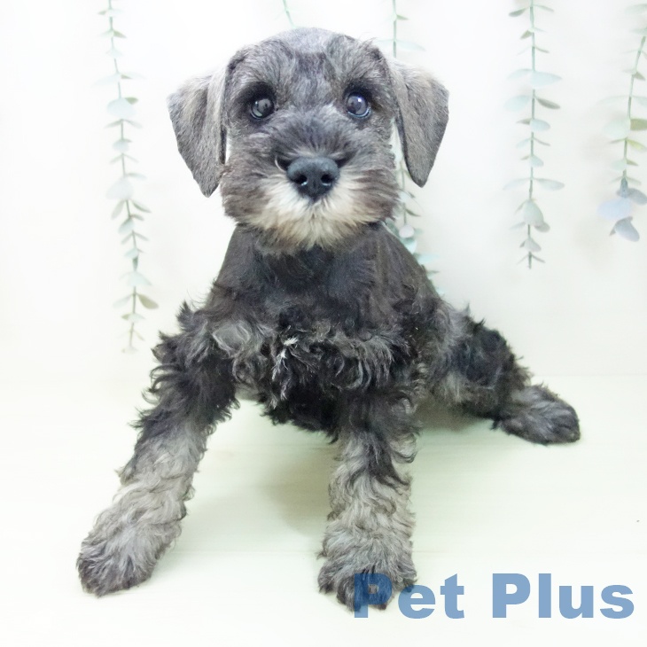 ミニチュア・シュナウザーの写真2