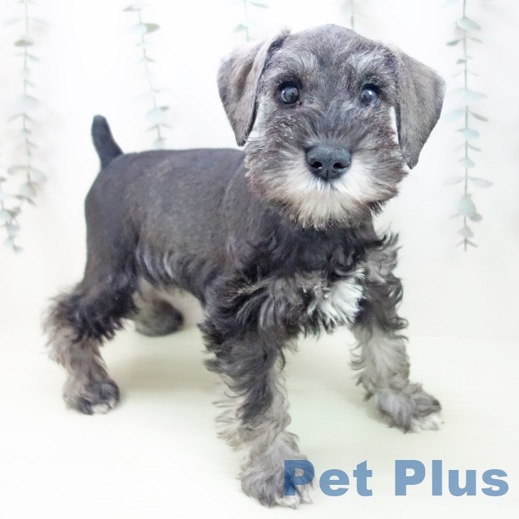 ミニチュア・シュナウザー