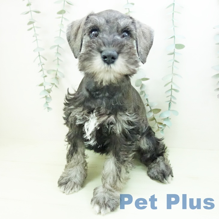 ミニチュア・シュナウザーの写真2