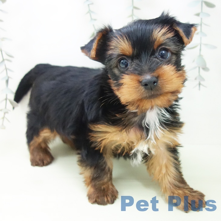 ヨークシャー・テリア