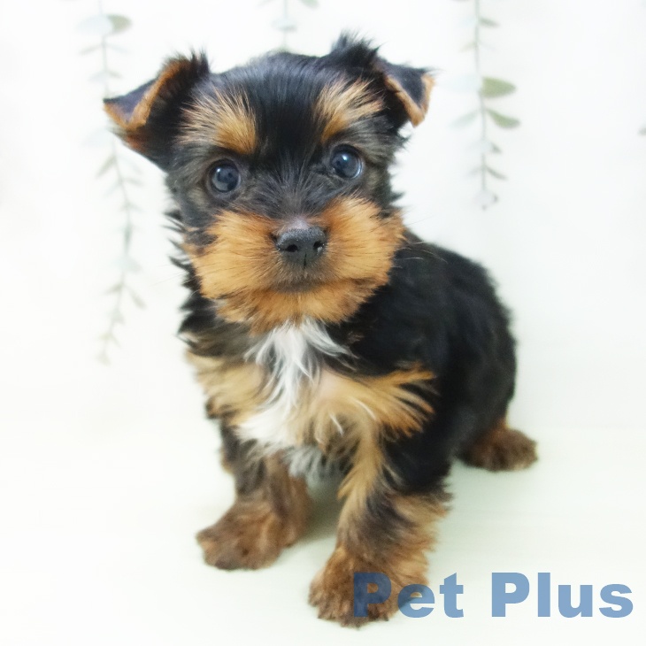 ヨークシャー・テリアの写真2