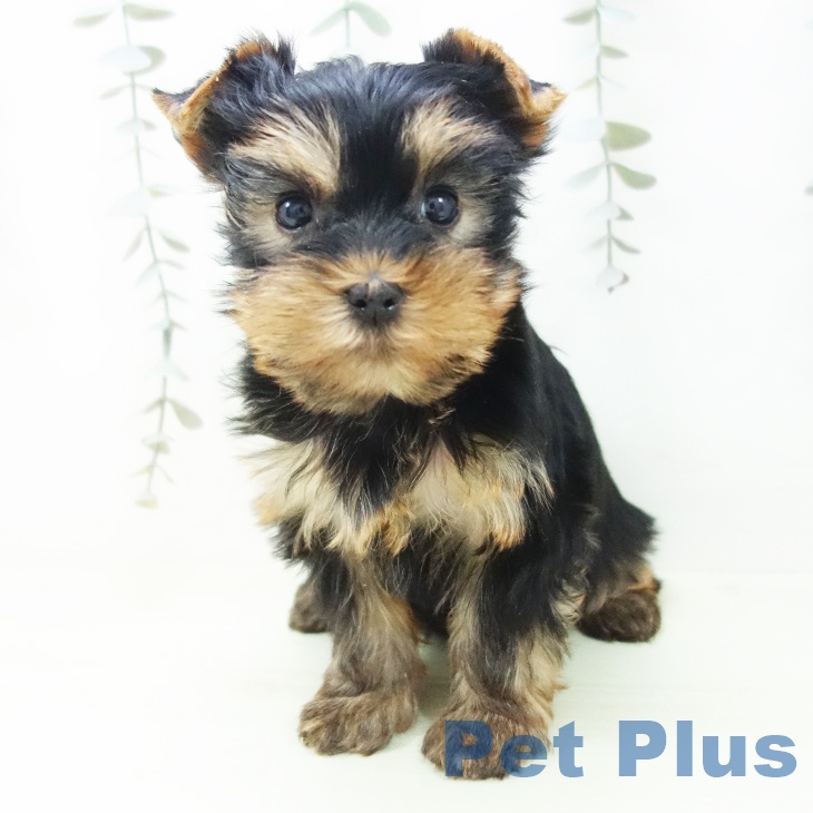 ヨークシャー・テリア