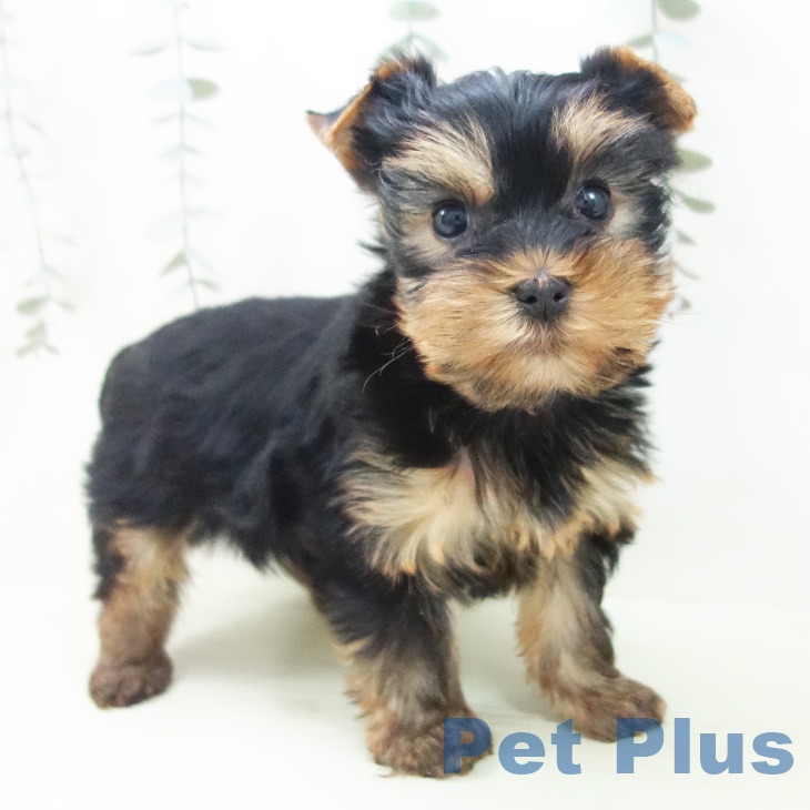 ヨークシャー・テリアの写真2