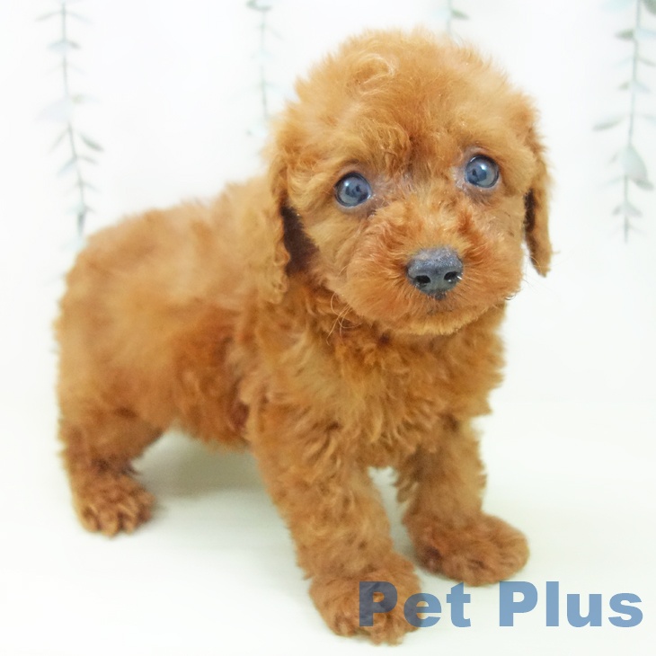 トイ・プードルの写真2