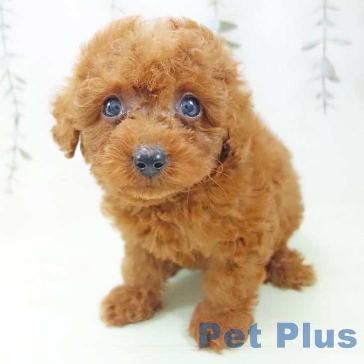 トイ・プードル