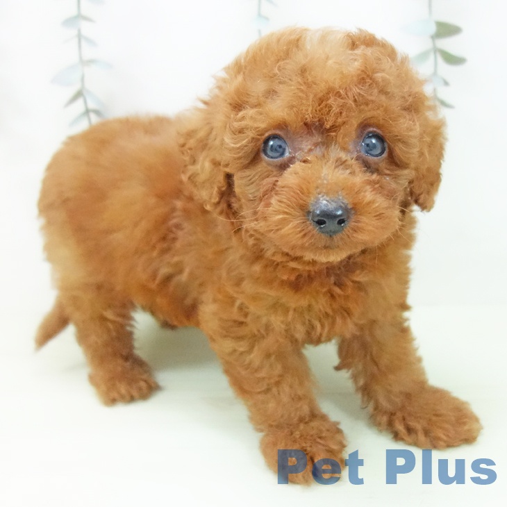 トイ・プードル