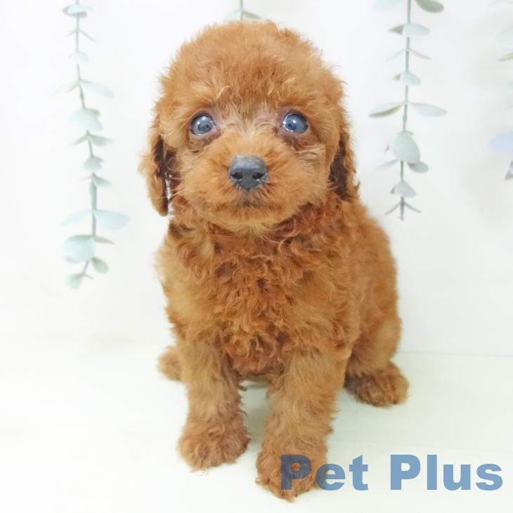 トイ・プードルの写真2