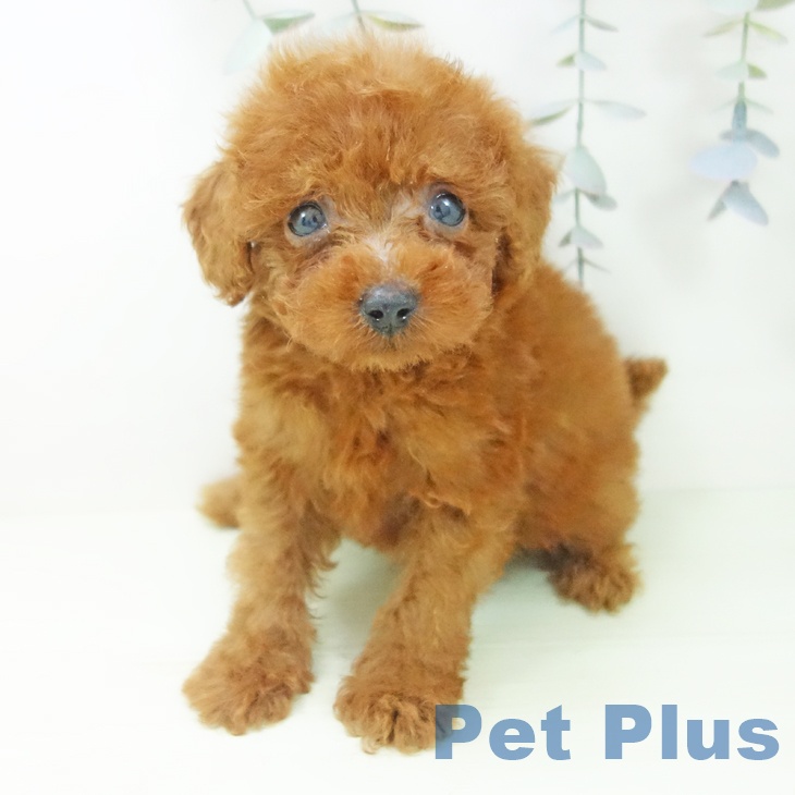 トイ・プードル