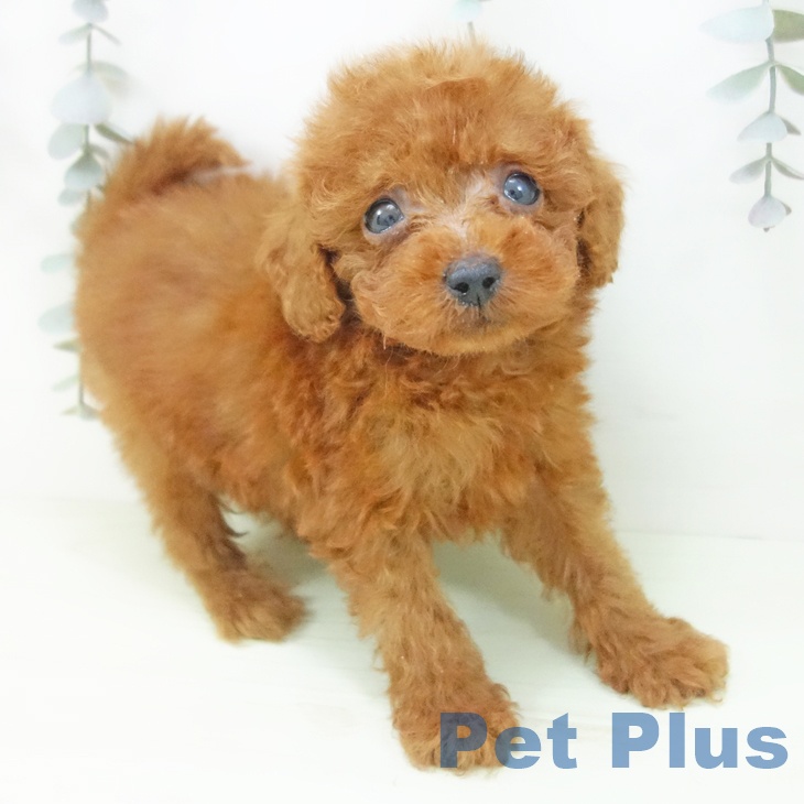 トイ・プードルの写真2