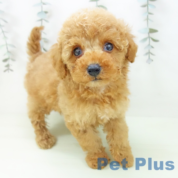 トイ・プードル