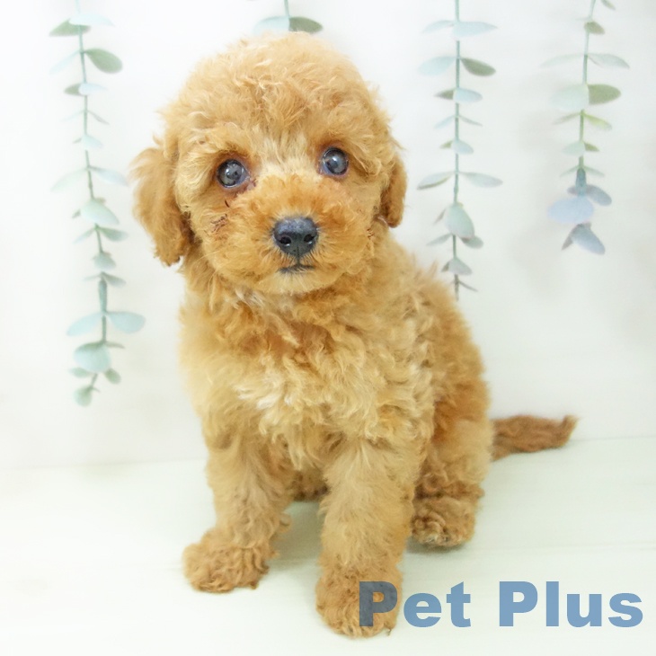 トイ・プードルの写真2