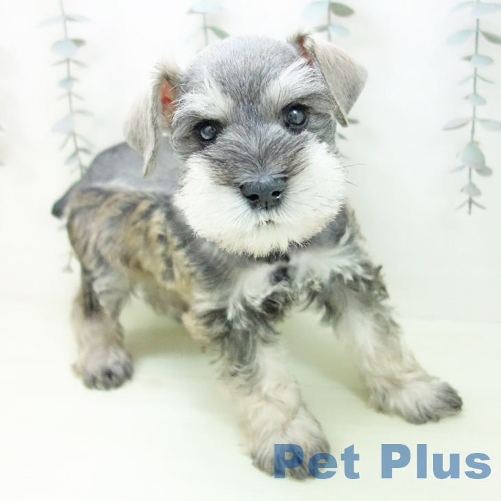 ミニチュア・シュナウザー