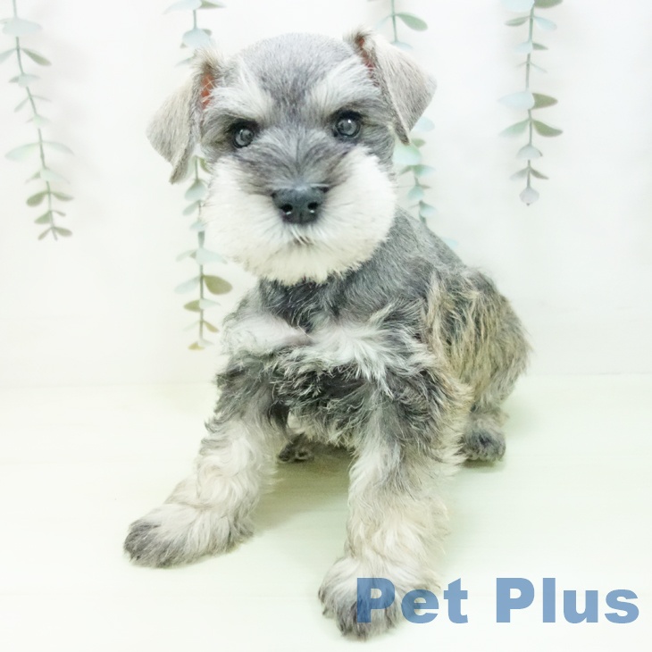 ミニチュア・シュナウザー