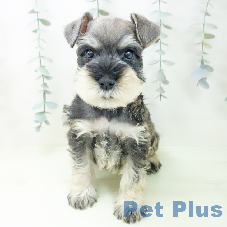 ミニチュア・シュナウザー